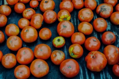 Tomatoes for sale in a little trailer, roadside