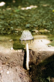 mushroom, Buttermilk Falls, Kodak ColorPlus 200, Minolta SRT 102