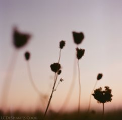 sunset and Queen Anne's lace, Bronica SQ-A, Lomography 100