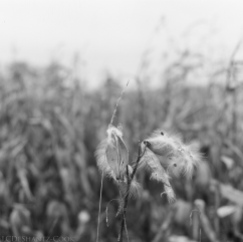 milkweed pod and seed, Bronica SQ-A, Ilford FP4+